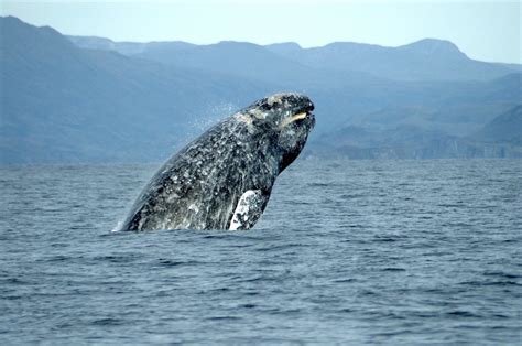 gray whale no longer endangered
